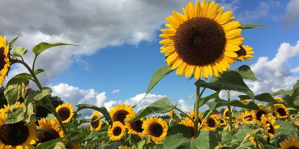 sunflowers-961739_1280.jpg