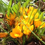 crocuses-3243448_1280.jpg