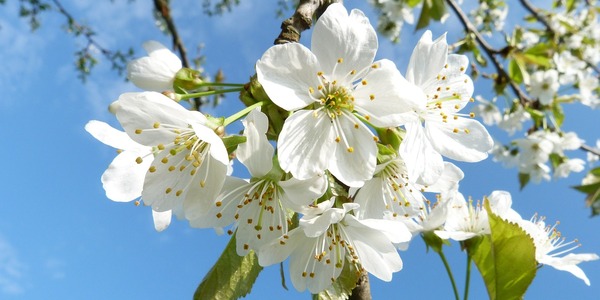 blossom-1360634_1280.jpg
