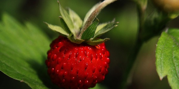 wild-strawberry-5332677_1280.jpg