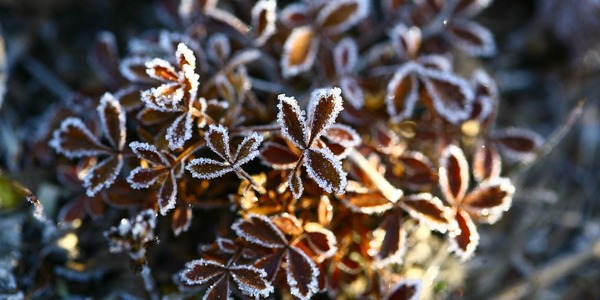autumn-2734994_1280.jpg