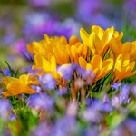 couleur-flower-4030138_1280.jpg