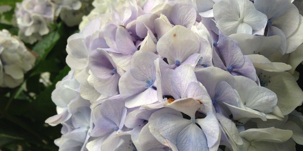i_phoneid-hydrangea-1645831.jpg